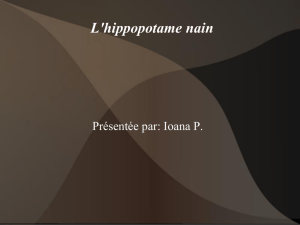 L`hippopotame nain