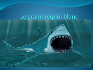 Le grand requin blanc