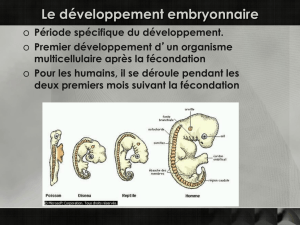 PowerPoint 2.11.2, Le développement du fœtus