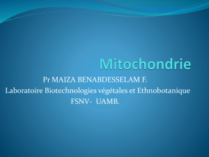 Mitochondrie ppt license - E