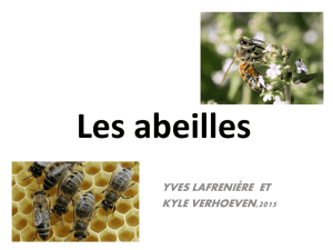 Les abeilles - Franco-Cité