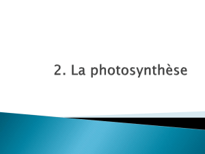 2. La photosynthèse