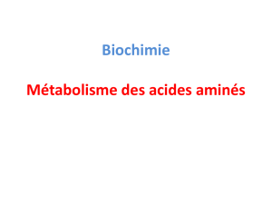 Métabolisme des acides aminés