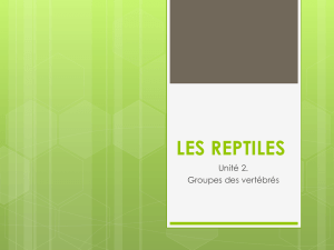 les reptiles - Le Petit Prince 3