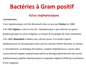 Bacteries à Gram positif