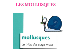 les mollusques - Les Ecureuils Volants