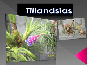 Tillandsias - Orchidées ,tillansias, br