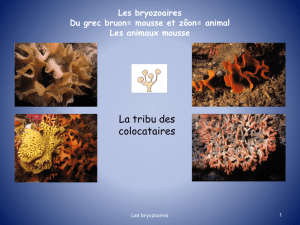 bryo3 - Les Ecureuils Volants