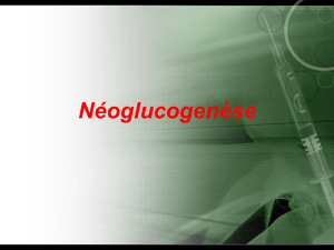 néoglucogenèse - medi