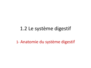 1.2 Le système digestif
