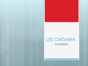 les cnidaria - Le Petit Prince 3