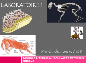PPT LABO 1-squelette et muscles
