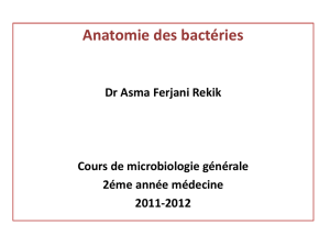 III. Anatomie bactérienne