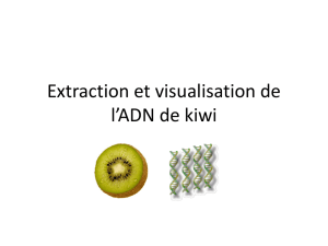 Extraction et visualisation de l*ADN de kiwi