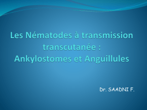 Les Nématodes à transmission transcutanée : Ankylostomes et