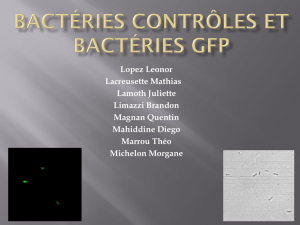 Bactéries contrôle et bactéries GFP