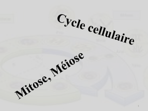 Cycle cellulaire, mitose