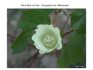 Gossypium - Tela Botanica