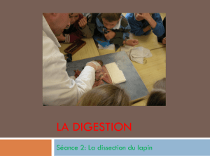 La digestion - Primblog.fr