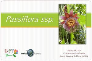 Présentation_BRUNO_Miléna__Passiflora_ssp