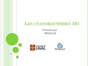 Capsule sur les cyanobactéries préparée par