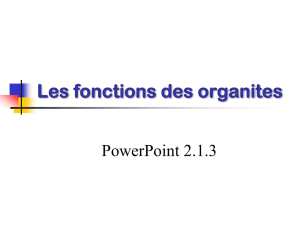 PowerPoint 2.1.3, Les fonctions des organites