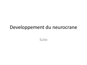 Developpement du neurocrane