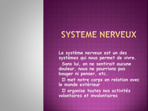 SYSTEME NERVEUX