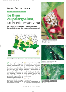 Le Brun du pélargonium, un insecte envahisseur