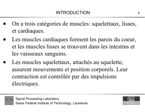 • On a trois catégories de muscles: squelettaux, lisses, et cardiaques