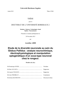 Etude de la diversit&eacute; neuronale au sein du Globus Pallidus