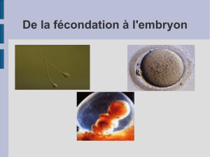 De la fécondation à l`embryon
