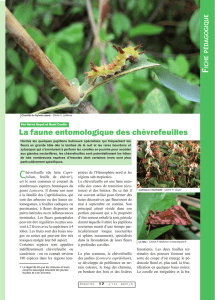 Insectes des chèvrefeuilles / Insecte n° 154