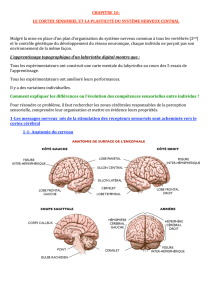 Le cortex sensoriel et la plasticité du système
