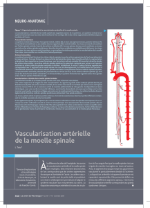 Vascularisation artérielle de la moelle spinale