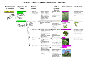 CLE DE DETERMINATION DES PRINCIPAUX FEUILLUS
