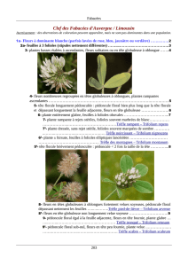 Fabacées - Faune Flore Massif Central
