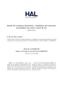 Etude de la balance Excitation/Inhibition des neurones pyramidaux