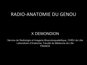 radio-anatomie du genou