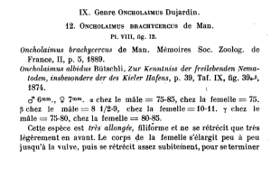 Oncholaimus brachycercus de Man. Mémoires Soc. Zoolog. de