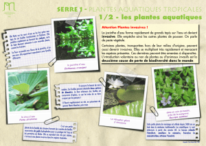 les plantes aquatiques - Jardin Botanique de Nancy