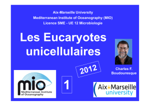 Eucaryotes unicellulaires cours 2012 1 web