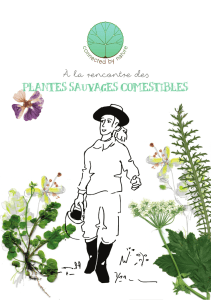 plantes sauvages comestibles