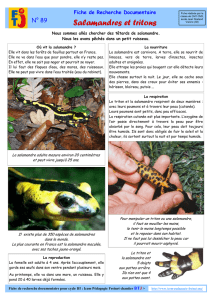 Salamandres et tritons - ICEM