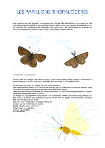Dossier papillon