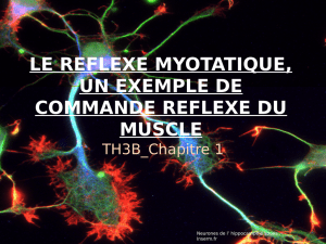 le reflexe myotatique, un exemple de commande reflexe du muscle