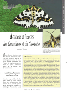 Acariens et insectes des Groseilliers et du Cassissier