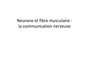 Neurone et fibre musculaire : la communication nerveuse