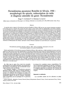 Noctuidonema guyanense Remillet and Silvain, 1988 : morphologie