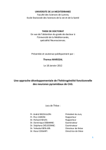 Les cellules de la r&eacute;gion CA3